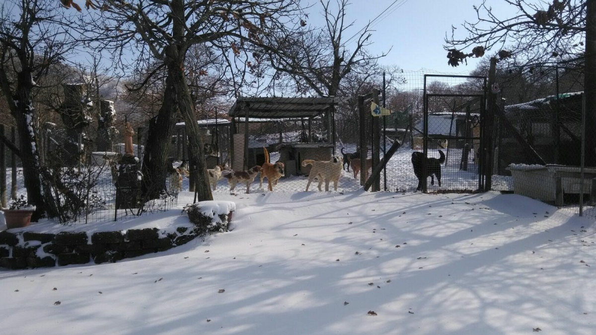 Canile di Bagnaia, la gara di solidarietà per portare aiuto agli animali nella neve